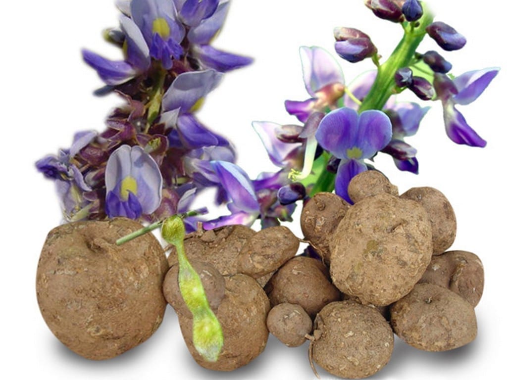 Pueraria-Mirifica-Photo